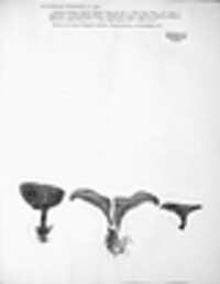 Paxillus involutus image